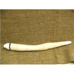 17" walrus oosik, that has been broke and healed, has carved head, polar bear head with baleen inset