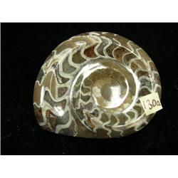 CHOICE on 2 fossilized giant snail shells 5" long (3)