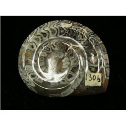 CHOICE on 2 fossilized giant snail shells 5" long (3)