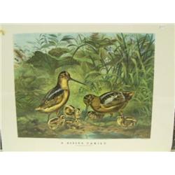 CHOICE on 5 shrink-wrapped prints: A Rising Family (2)