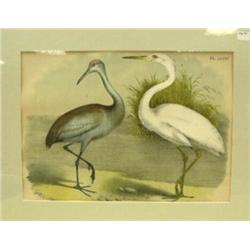 CHOICE on 4 Audubon bird prints (3)