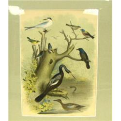 CHOICE on 4 Audubon bird prints (3)