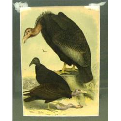 CHOICE on 4 Audubon bird prints (3)