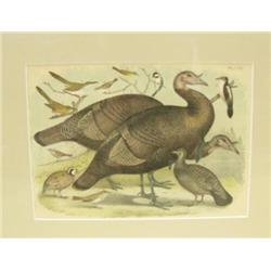 CHOICE on 4 Audubon bird prints (3)