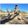 Image 3 : Mexican Coues Deer Hunt for 1 Hunter
