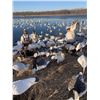Image 1 : Missouri Pheasant Hunt with Snowgoose Option