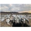 Image 5 : Missouri Pheasant Hunt with Snowgoose Option