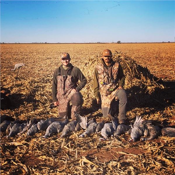 Texas Sandhill Crane Hunt for 1 Hunter