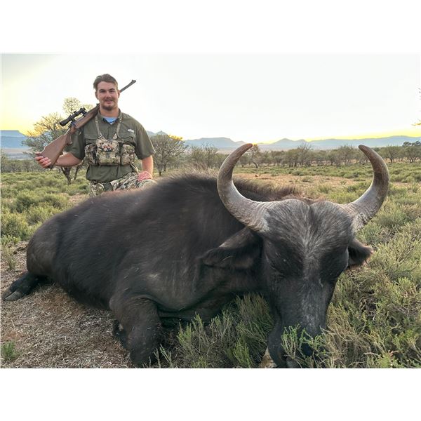 South African Female Cape Buffalo Hunt for 1 Hunter & 1 Observer