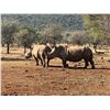 Image 2 : South African Female Cape Buffalo Hunt for 1 Hunter & 1 Observer