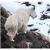 Image 2 : Governor's Tag - Chugiak Mt. Goat