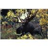 Image 1 : 10 Day Self - Guided Moose Hunt for 2 Donated by Willow Air