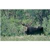 Image 2 : 10 Day Self - Guided Moose Hunt for 2 Donated by Willow Air