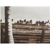Image 3 : Large Vintage Photo Image "View from Old Plantation" Circa 1800's, Irving A. Jenkins, 33" x 48"
