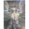 Image 4 : Premier Props RD3000 Framed Edible Red Dragon Print Prop w/ COA 25" x 33"