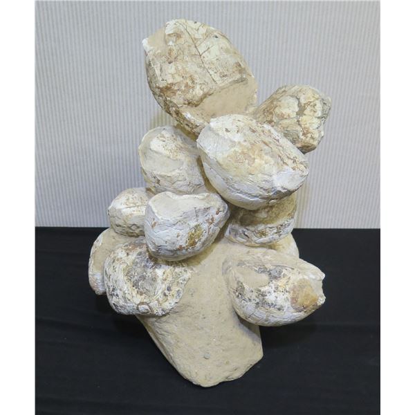 Fossilized Dinosaur Egg Nest w/ Cluster of Eggs 15"W x 19"H (was purchased for over $5K)
