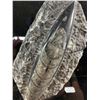 Image 2 : Orthocerras Fossil Specimen. Retails $600.00