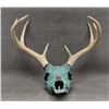 Image 1 : TURQUOISE COVERED DEER SKULL