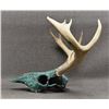 Image 2 : TURQUOISE COVERED DEER SKULL