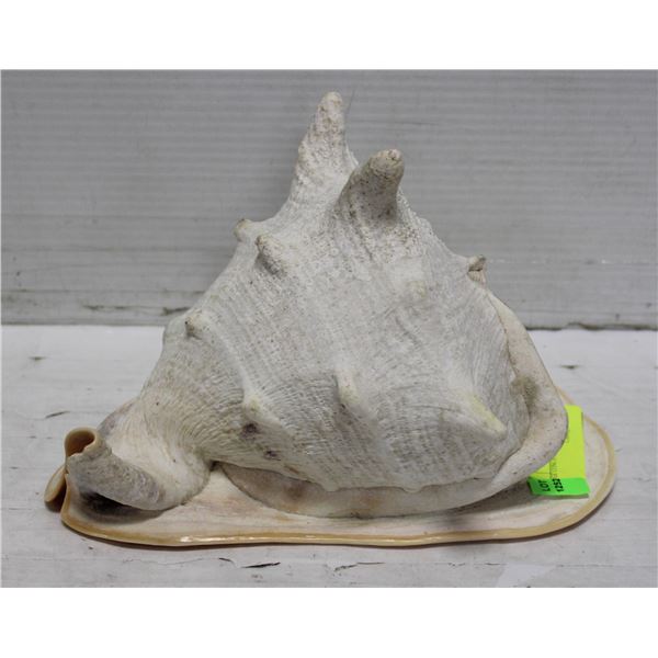 LARGE CONCH SHELL 10" X 8"