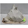 Image 1 : LARGE CONCH SHELL 10" X 8"
