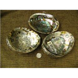 Lot of abalone shells (2)