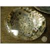 Image 2 : Lot of abalone shells (2)