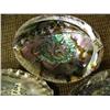 Image 3 : Lot of abalone shells (2)