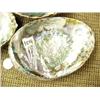 Image 4 : Lot of abalone shells (2)
