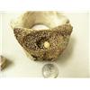 Image 3 : 4" whale bone and ivory Canadian goose sitting on vertebrae nest by Aningayou (2)