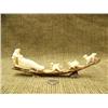 Image 1 : Fossilized ivory 5 dog team with man an dogsled mounted on fossilized ivory base 8.5" long (3)