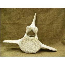 29" whale vertebrae (3)