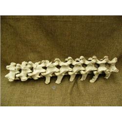 26" vertebrae specimen (3)