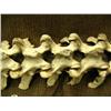 Image 3 : 26" vertebrae specimen (3)