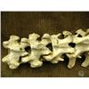 Image 4 : 26" vertebrae specimen (3)
