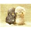Image 1 : 2 fur owls mounted on clam shells (74)