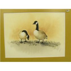 Original water color by Lyon in 1776 of 2 Canadian geese (3)