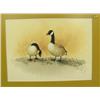 Image 1 : Original water color by Lyon in 1776 of 2 Canadian geese (3)