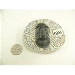 Ancient fossil 3.5" (3)