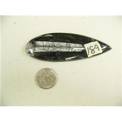 Ancient fossil 4.5" (3)