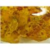 Image 2 : 6"x3.75" piece of amber like chunk with early scorpion type insect and leaves (3)