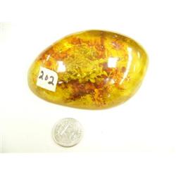 Amber like chuck with insect (3)