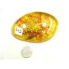 Image 1 : Amber like chuck with insect (3)