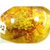 Image 2 : Amber like chuck with insect (3)