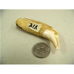 3" polar bear tooth in poor condition (3)