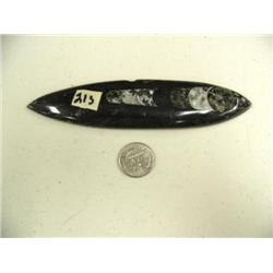 6.5" ancient fossil (3)