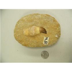 CHOICE on 2 ancient cave bear tooth fossil: 3" (3)