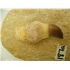 Image 2 : CHOICE on 2 ancient cave bear tooth fossil: 3" (3)