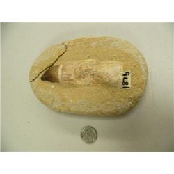 CHOICE on 2 ancient cave bear tooth fossil: 4.5" - chip out of stone (3)