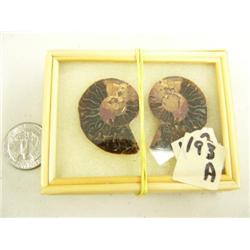 CHOICE on 7 ancient shell fossils (3)